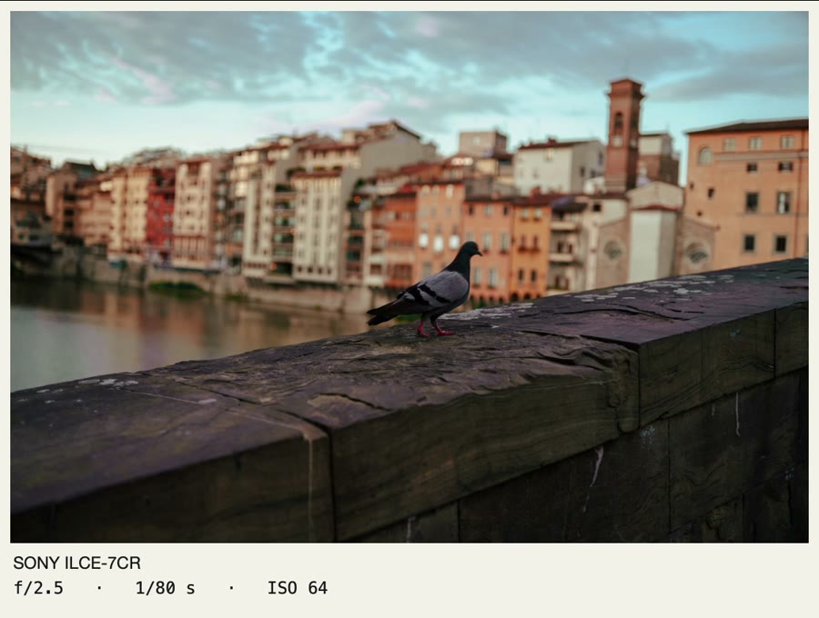 Photo of a pigeon on a wall by the Arno, framed with the caption SONY ILCE-7CR, f/2.5, 1/80 s, ISO 64